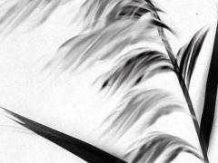 1999屬兔本命年多少歲