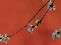 95年屬豬幾月訂婚最好 95年豬幾月結(jié)婚最好