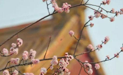 八字中的桃花和咸池 八字咸池桃花厲害 八字中的桃花和咸池 八字咸池桃花厲害