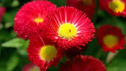 周公解夢夢見后背長頭發(fā)65公分 夢見自己背上長毛發(fā) 周公解夢夢見后背長頭發(fā)65公分 夢見自己背上長毛發(fā)