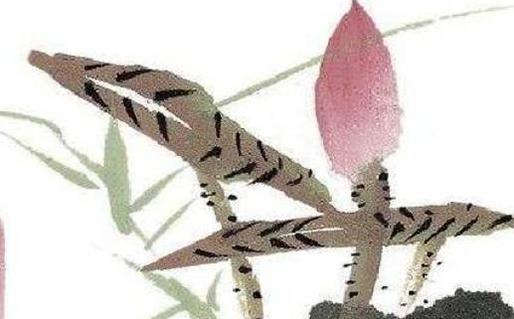 屬兔人一生命運婚姻 屬兔人的一生命運如何 屬兔人一生命運婚姻 屬兔人的一生命運如何