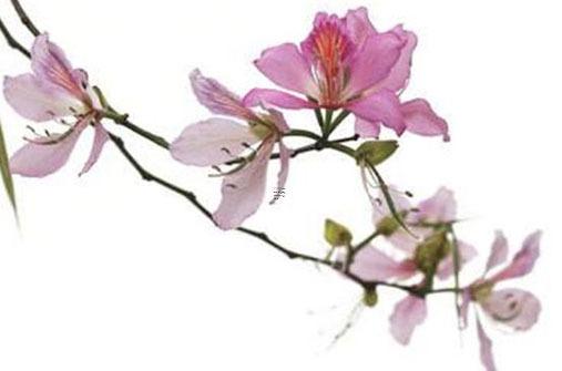 屬兔的擇偶對象屬什么的最佳,屬兔的應該找屬什么的對象 屬兔的擇偶對象屬什么的最佳,屬兔的應該找屬什么的對象