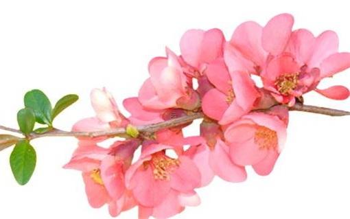 屬龍為什么不能找屬兔,屬龍的為什么不能和屬兔的在一起 屬龍為什么不能找屬兔,屬龍的為什么不能和屬兔的在一起