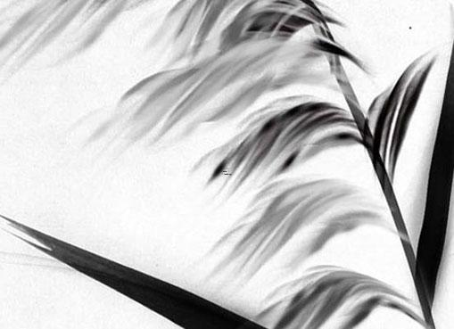 1986年農歷陽歷表 1986年農歷陽歷表星座 1986年農歷陽歷表 1986年農歷陽歷表星座