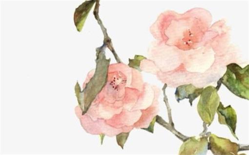 1995年屬豬男性最佳婚配 1995年屬豬男婚配情況如何? 1995年屬豬男性最佳婚配 1995年屬豬男婚配情況如何?