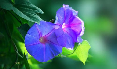 夢見自己摸貓但貓跑了是什么預兆 夢見摸一只貓 夢見自己摸貓但貓跑了是什么預兆 夢見摸一只貓