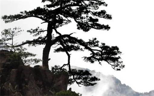 屬猴的50歲左右是哪一年 屬猴50多歲 屬猴的50歲左右是哪一年 屬猴50多歲