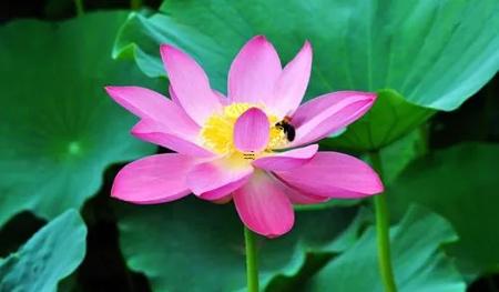 夢(mèng)見(jiàn)兒子綁著小辮子哭 夢(mèng)見(jiàn)兒子綁著繩子是什么