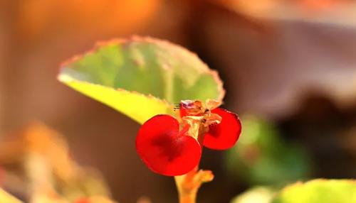 周公解夢夢到自己做包子 夢見自己在做包子是什么意思