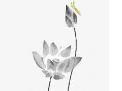 屬鼠是哪年出生的 屬猴是哪年出生的