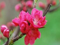 做夢夢見逃跑躲藏 夢見在逃跑躲藏