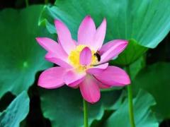 周公解夢大全夢見男孩和女孩 夢到男孩和女孩周公解夢