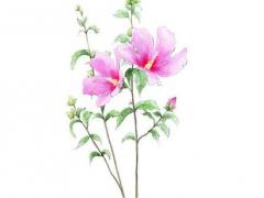 請(qǐng)問(wèn)紫微斗數(shù)怎么看戀愛(ài)婚姻 紫微斗數(shù)如何看戀愛(ài)