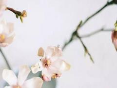 屬鼠男生和屬狗女生婚姻配嗎 屬鼠的男生和屬狗的女生婚配好不好