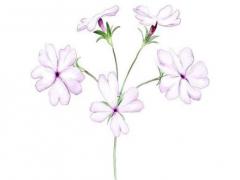 2011年清明節是幾月幾日 2011年清明節是幾月幾日農歷