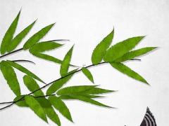 屬蛇可戴首飾嗎,屬蛇能不能帶蛇飾品