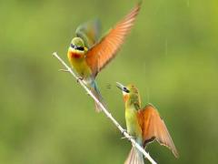 大全查詢夢見煮排骨 夢見煮排骨吃是什么意思