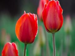 周公解夢(mèng)夢(mèng)到騎自行車(chē)帶兩個(gè)人 夢(mèng)到自己騎自行車(chē)帶兩個(gè)人