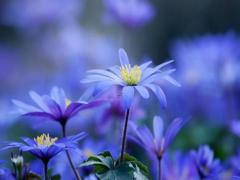 夢見白鴨子在地面上 夢見白色鴨子在水里游