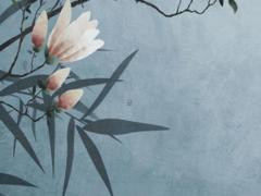 招財貓魚水溫多少合適 養招財魚的三大禁忌