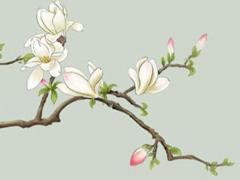 屬兔和哪些屬稱相沖 屬兔和哪個生肖相沖