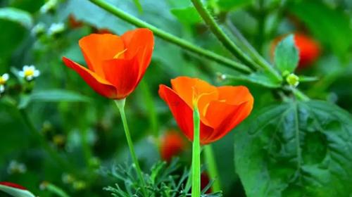 周公解夢游戲廳 夢玩游戲大廳 周公解夢游戲廳 夢玩游戲大廳