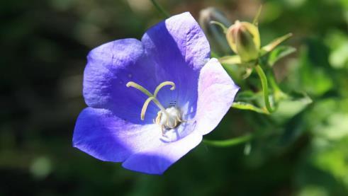 夢見狗撲向抱小孩的我 夢見小狗撲上來抱住我