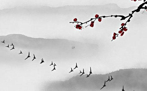 喝櫻花茶有什么好處 櫻花茶的禁忌 喝櫻花茶有什么好處 櫻花茶的禁忌