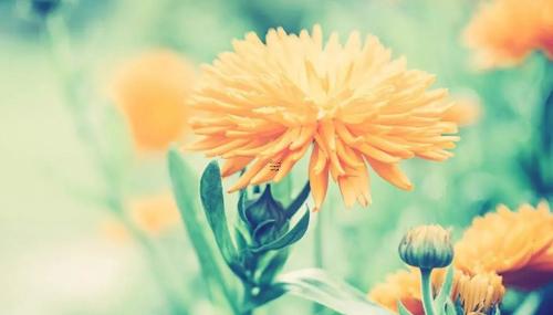 夢見桃孑熟了 夢見桃子熟了掉地上是什么意思