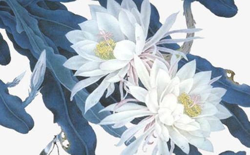 女的屬蛇最佳婚配屬相,女屬蛇最配的屬相是什么