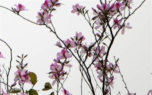 2000年屬龍的男士婚配,2000年屬龍男最佳婚配 2000年屬龍的男士婚配,2000年屬龍男最佳婚配