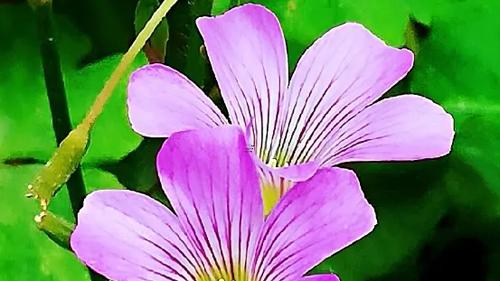 周公解夢之被小白蛇咬 夢見被小白蛇咬了一下 周公解夢之被小白蛇咬 夢見被小白蛇咬了一下