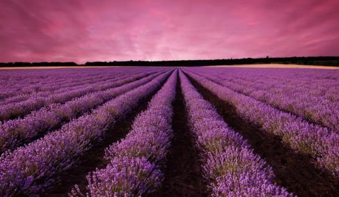 周公解夢夢到牽黃牛回家 夢見牽黃牛回家是什么預(yù)兆 周公解夢夢到牽黃牛回家 夢見牽黃牛回家是什么預(yù)兆