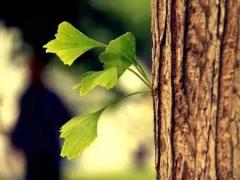 周公解夢之夢到老虎和貓 夢見一只老虎和一只貓