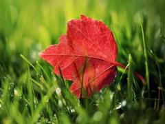 夢見如畫美景是什么意思