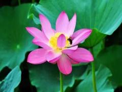 夢見吃包子餡是什么意思