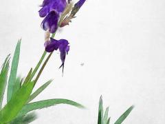 庚子年二月初三丑時八字 辛丑年2月初三