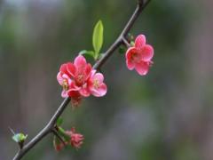夢見和女兒挖菜 夢見去挖菜