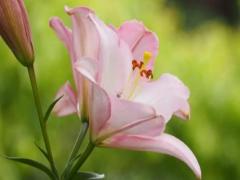 夢見大蜈蚣周公解夢原版 夢見大蜈蚣怎么回事