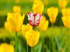 夢見點燃了煙花震碎玻璃,請求媽媽原諒