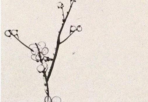 男鼠女龍婚配怎么樣 兔龍婚配的婚姻如何 男鼠女龍婚配怎么樣 兔龍婚配的婚姻如何