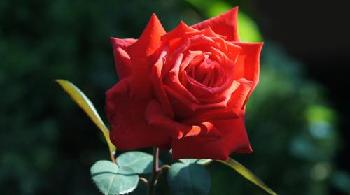 夢見兒子被**抓走 夢見兒子被**抓走