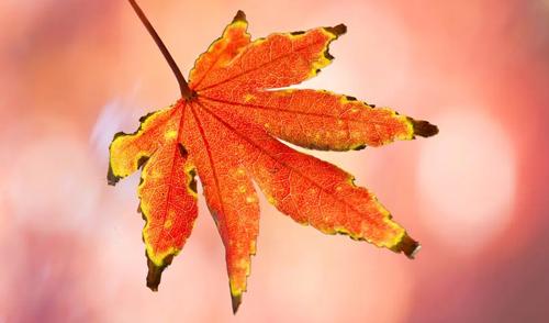 夢見車沒油了是什么意思