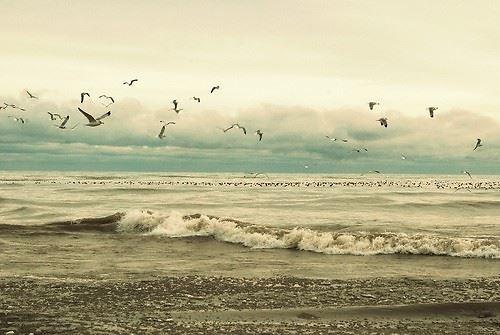 夢見摘桑椹 夢見摘桑椹