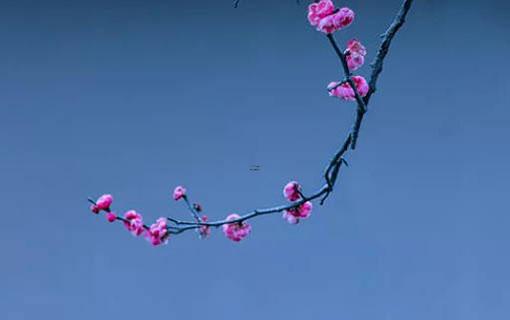 龍男婚配屬相 龍男配對生肖 龍男婚配屬相 龍男配對生肖