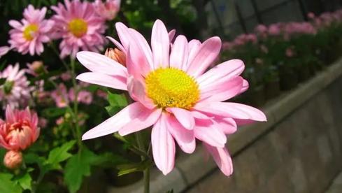 周公解夢夢到一只老鷹落在你面前 夢見一只老鷹撲向我