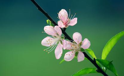 夢見自己被女人打是什么意思 夢見自己被女人打是什么意思