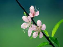 夢見打狗原版大全 夢見打狗什么預兆