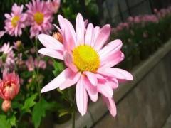 夢見書籍是什么意思