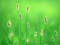 夢見萬年青發芽